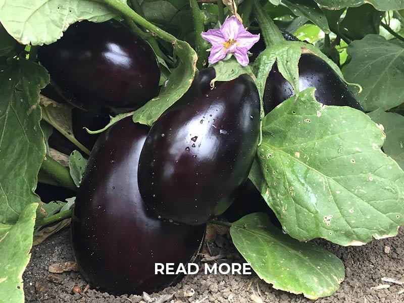 Kennedy Produce Eggplant RM-01