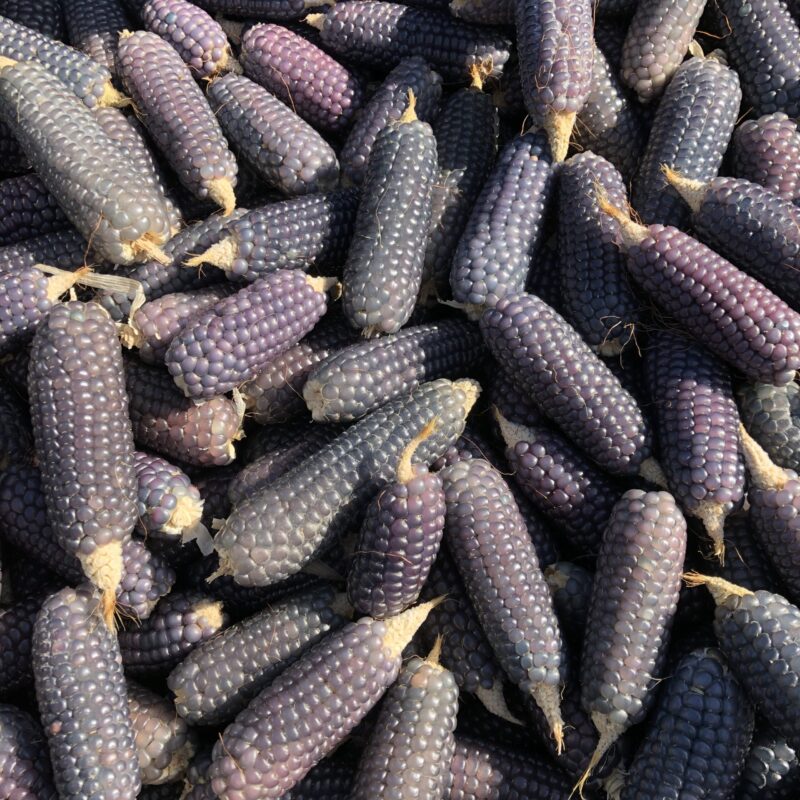 Blue Mini Cobs 3packs - Image 2